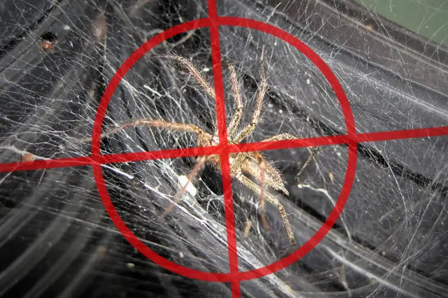 A large brown spider on a web inside a red crosshair graphic, representing a local professional Spider Spraying service service in Neenah, Wisconsin.